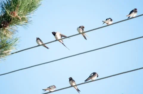 Swallows on a cable Stock Photos