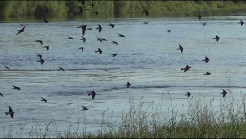 Swallows, camera movement Stockbeeldmateriaal 23298059