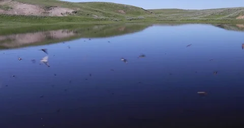 Swallows chasing insects across a reflecting pond 4k 24fps Vídeo Stock 79132696