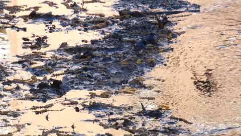 Swallows collect mud to build their nests. Albania. Stock Footage 241907917