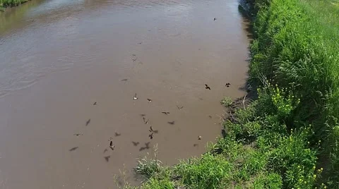 Swallows collecting mud to build their nests Video stock 56401962