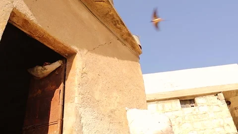 Swallows Enter Rustic Barn for Nesting, Wildlife Behavior and Rural Nature Scene Stock Footage 324020951