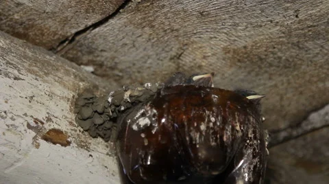 Swallows feed their chicks Stock Footage 65362733