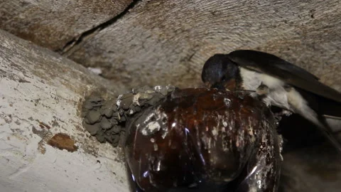 Swallows feed their chicks Stock Footage 86535521
