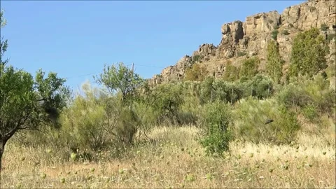 Swallows Feeding in Meadow Stock Footage 130771004