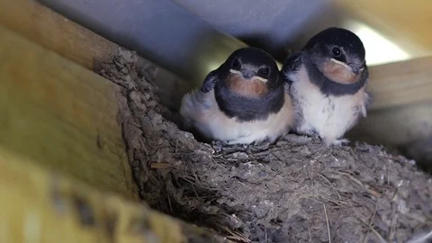 Swallows Feeding Time County Fermanagh Northern Ireland Stock Footage 72644030
