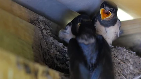 Swallows Feeding Time County Fermanagh Northern Ireland Stock Footage 99047032