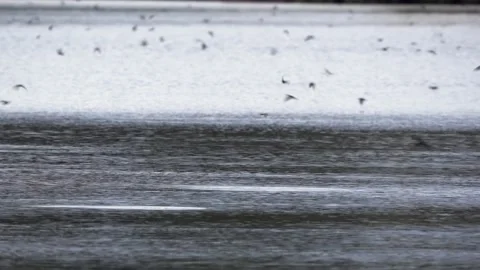 Swallows Feeding on Top of a Pond Stock-Footage 171690977