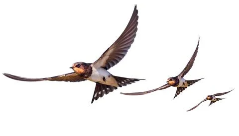 Swallows in flight isolate Stock Photos