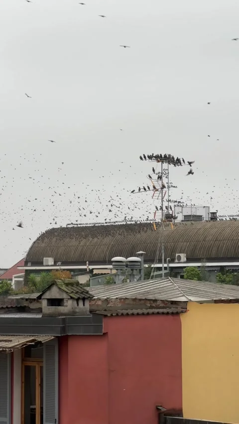Swallows flock taking off over city rooftops on cloudy day – vertical 4K Stock Footage 320397906
