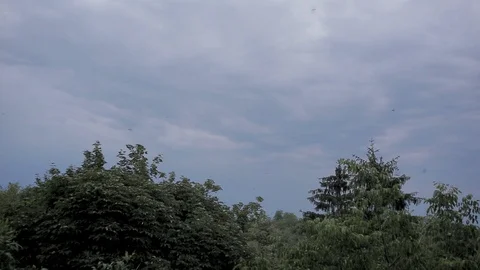 Swallows fly around the tops of lush green trees Stock Footage 107337943