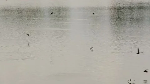 Swallows fly foraging over the river water. Stock Footage 171884755