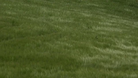 Swallows fly low over corn field in England as wind blows across 4K Stock Footage