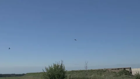 Swallows fly near the camera in slow motion Stock Footage 142033167
