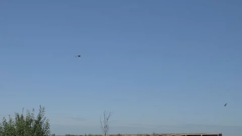 Swallows fly near the camera in slow motion Stock Footage 142033224