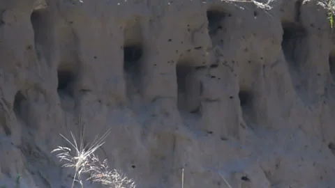 Swallows fly into the nests. Slow Motion Stockbeeldmateriaal 102460425