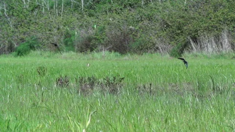 Swallows fly over a field, slow motion Video stock 148282512