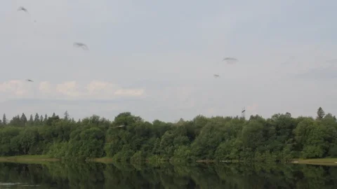 Swallows fly over the river Stock-Footage 92607780