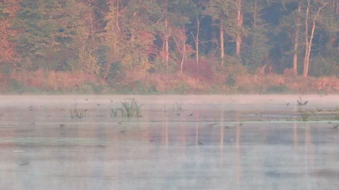 Swallows fly over the river Stock Footage 116554756