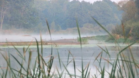Swallows fly over the river Stock Footage 116555933