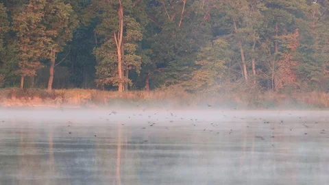 Swallows fly over the river Stock Footage 116556296