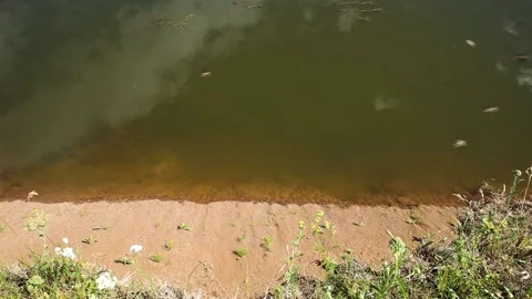 Swallows fly over the river Stock Footage 140901627