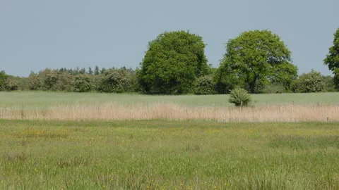 Swallows flying across open meadow in rural countryside Vídeos de archivo 335837662