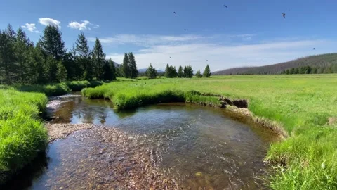 Swallows flying around a small river in Rocky Mountain National Park Stock Footage 264156200