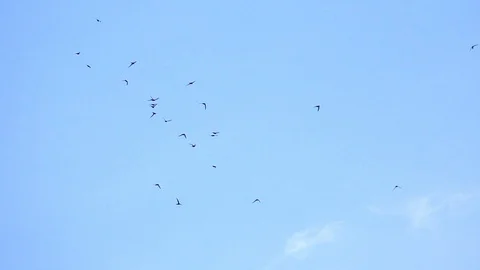 Swallows flying in blue sky. Tranquil background nature scene. Stock Footage 129039576