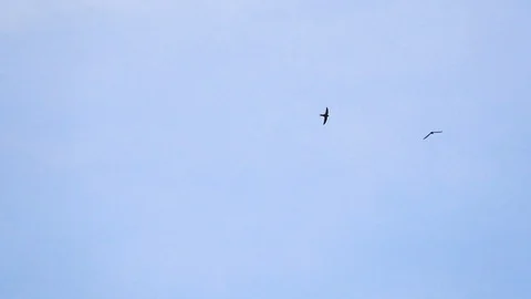 Swallows flying in blue sky. Tranquil background nature scene. Stock Footage 129039656