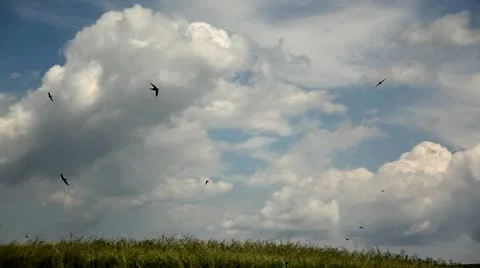 Swallows flying on a cloudy sky background Stock Footage 10563021