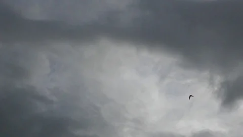 Swallows flying in a cloudy sky. Gray clouds with flying birds Stock Footage 129799860
