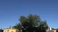 Swallows flying at early morning in city backyard around tree 4k or 4k+ Resolution