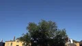 Swallows flying at early morning in city backyard around tree 4k or 4k+ Resolution