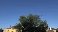 Swallows flying at early morning in city backyard around tree 4k or 4k+ Resolution