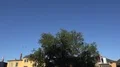 Swallows flying at early morning in city backyard around tree 4k or 4k+ Resolution