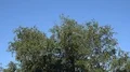 Swallows flying at early morning in city backyard around tree 4k or 4k+ Resolution