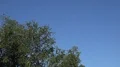 Swallows flying at early morning in city backyard around tree 4k or 4k+ Resolution