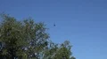 Swallows flying at early morning in city backyard around tree 4k or 4k+ Resolution