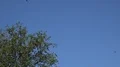 Swallows flying at early morning in city backyard around tree 4k or 4k+ Resolution