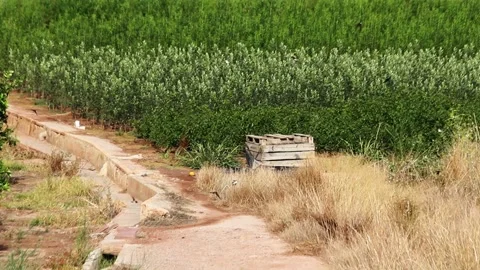 Swallows flying 스톡 동영상 162032692