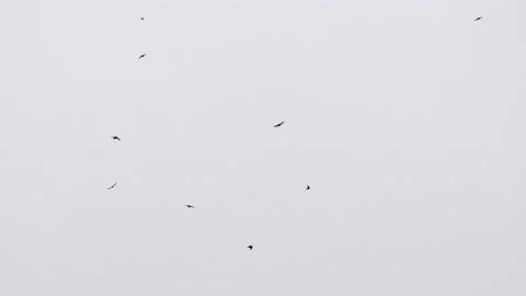 Swallows flying in the gloomy clouds - 4K - ProRes Stock Footage 153928438