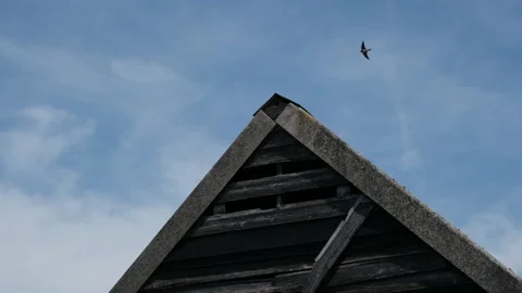 Swallows Flying Over Rustic Wooden Barn Roof Against Blue Sky Video stock 330864335
