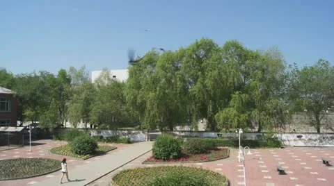 Swallows Flying Over The Yard Stock Footage 11311775