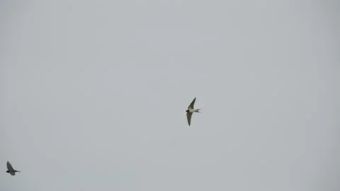 Swallows flying in the sky Stock Footage 163673213