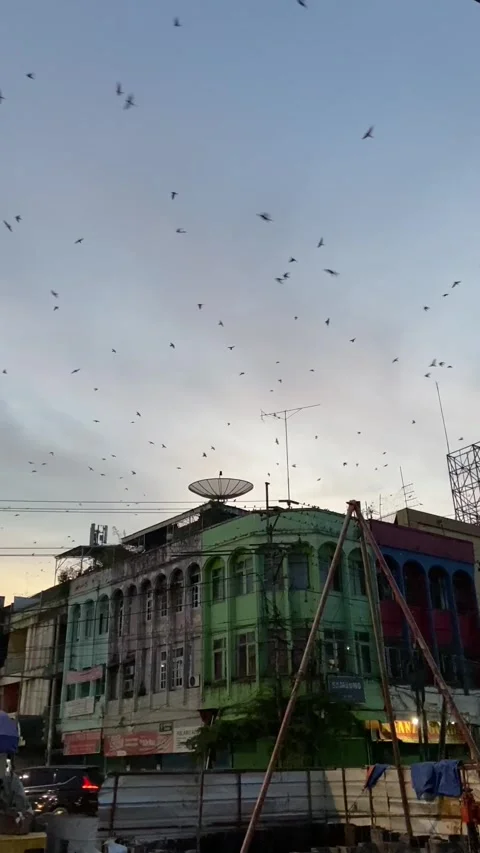 Swallows flying on the town Stock Footage 276568868