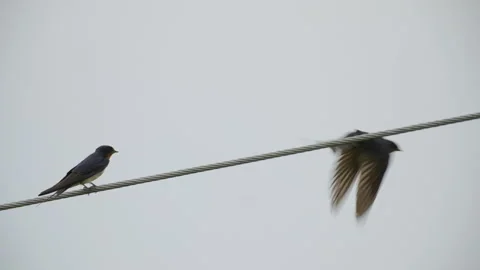 Swallows flying by wire Stock Footage 163672552