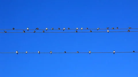 Swallows Stock Footage 940422