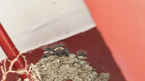 Swallows Stock Footage 10578554