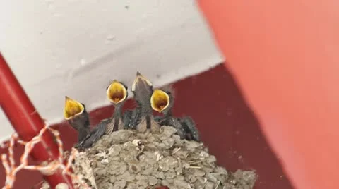 Swallows Stock Footage 10578599